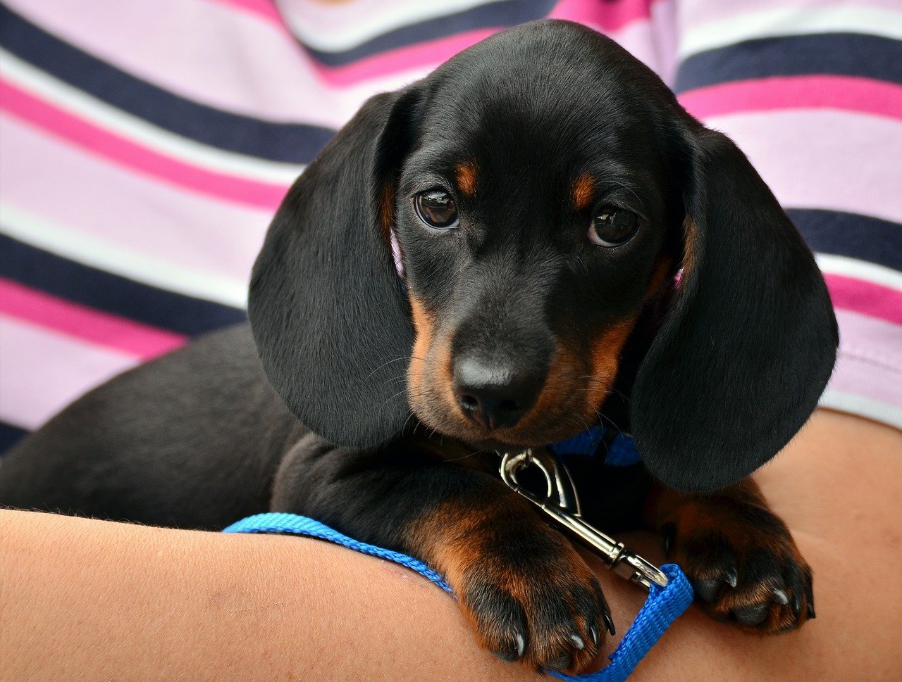 柏のおすすめドッグカフェ10選 安い犬カフェやペット同伴可能なカフェを厳選 ペットと暮らす