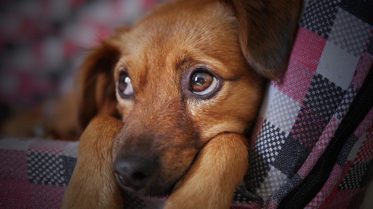 尼崎のおすすめドッグカフェ6選 安い犬カフェや里親募集の保護犬カフェもご紹介 ペットと暮らす