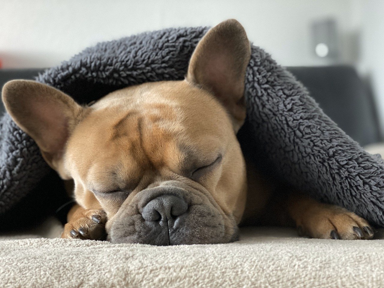 千葉のおすすめドッグカフェ12選 安い犬カフェや里親募集の保護犬カフェもご紹介 ペットと暮らす