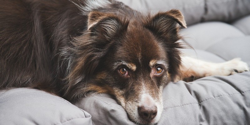 船橋のおすすめドッグカフェ6選 安い犬カフェや愛犬同伴okのカフェもご紹介 ペットと暮らす