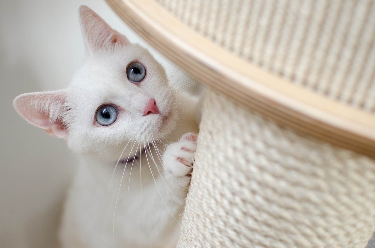 宮崎のおすすめ猫カフェ特集 初めてでもおすすめの安い猫カフェや保護猫カフェを紹介 ペットと暮らす